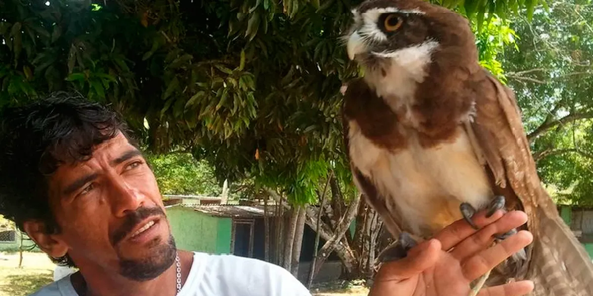 Coruja - Parque dos Falcoes