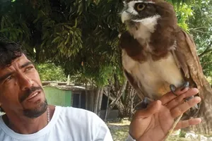 Coruja - Parque dos Falcoes